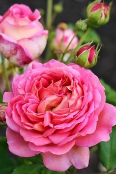 a pink rose is blooming in the middle of it's buddings