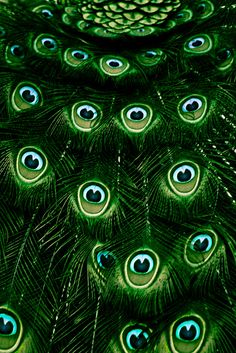 peacock feathers with blue and green eyes are seen in this close up photo from the back