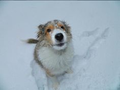 a brown and white dog standing in the snow