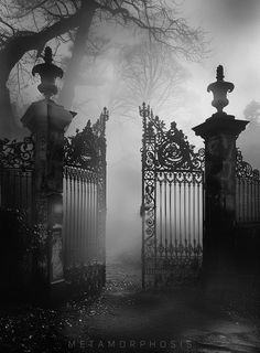 black and white photograph of an iron gate in the fog with trees on either side