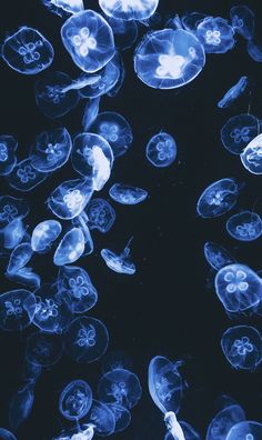 many jellyfish are swimming in the water