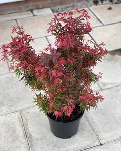 a potted plant with red leaves on the ground