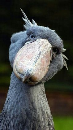 a close up of a bird's face with the words in thai on it