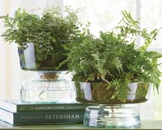 two potted plants sitting on top of a table next to a book and window