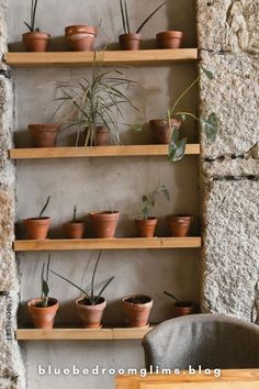 some plants are sitting on wooden shelves in front of a stone wall