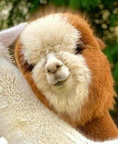 an alpaca looking at the camera while standing in front of some trees