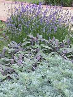 purple flowers and green plants in a garden