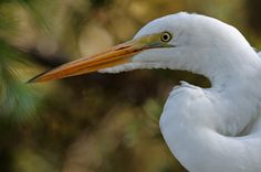 a large white bird with a long beak