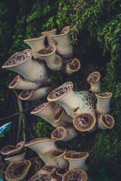 many mushrooms growing on the side of a tree