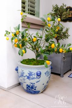 a blue and white potted plant with lemons on the tree in front of a house