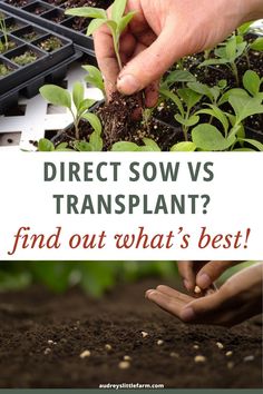 I often get asked whether to direct sow or transplant, and in this article, I share what works best for different plants. Discover how to make the right choice for a healthier, more productive garden. Lima Beans