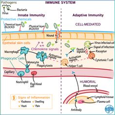 an image of the immune system with labels on it and labeled in red