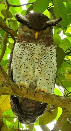 an owl sitting on top of a tree branch