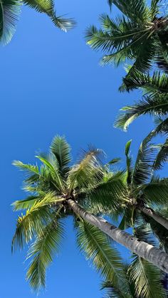 looking up at palm trees against a blue sky