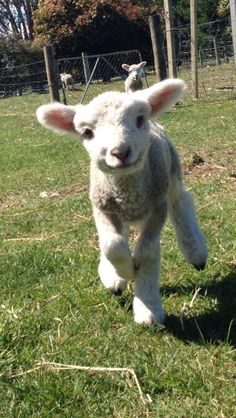 a baby lamb running through the grass in a fenced area