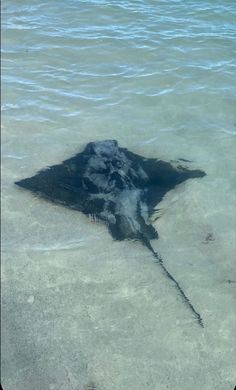 an image of a stingfish in the water