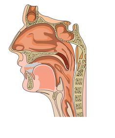 the anatomy of the female head and neck, including the occupantum