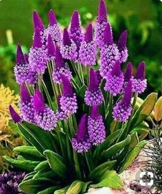 purple flowers with green leaves in the foreground and words written below it that read, virtana