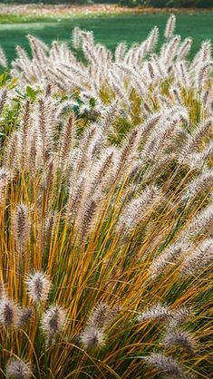 some very pretty looking plants in the grass by the water with trees in the background