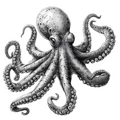 an octopus is shown in this black and white drawing, it appears to have been drawn by hand