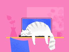 a white cat laying on top of a laptop computer next to a blue chair and pink wall