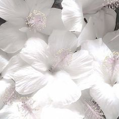 white flowers with pink centers are shown in close up