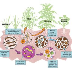 the life cycle of a plant with pictures and descriptions on it, labeled in green plants