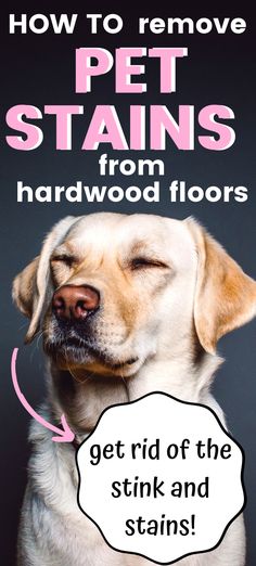 a dog with its eyes closed and the words how to remove pet stains from hardwood floors