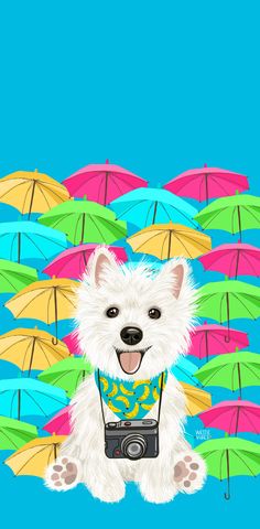 a white dog sitting in front of colorful umbrellas with a camera on his chest