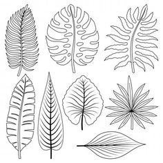 the different types of leaves are shown in black and white