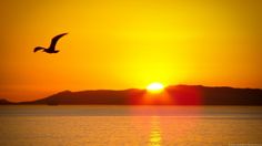 a bird flying over the ocean at sunset