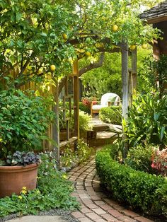 an outdoor garden with lots of plants and flowers in the area, including lemon trees