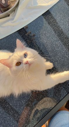 a white cat sitting on top of a glass table