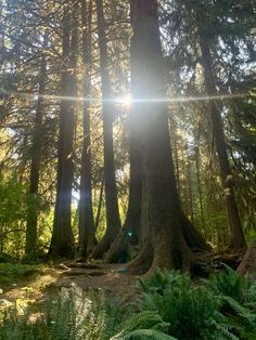 the sun shines through the tall trees in the forest with ferns and ferns on the ground