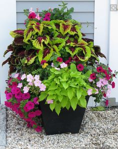 a potted planter filled with lots of different colored flowers next to a house