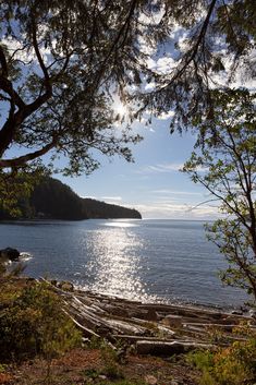 the sun shines brightly through the branches of some trees on the water's edge