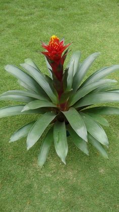 a red and yellow flower sitting in the middle of some green grass on top of a field