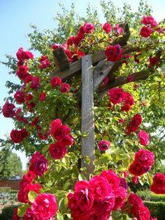 red roses growing on the side of a wooden cross