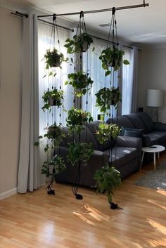 a living room filled with furniture and lots of green plants hanging from the ceiling next to a window