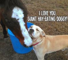 an image of a dog and a horse sharing a joke on instagram for valentine's day