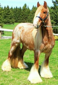 a brown and white horse standing on top of a lush green grass covered field with trees in the background