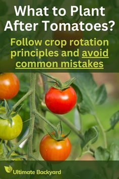 what to plant after tomatoes? follow crop rotation, prings and avoid common mistakes