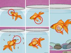 how to care for goldfish in an aquarium - step by step instructions and pictures