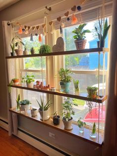 the window is filled with many houseplants and plants in pots on shelves next to each other