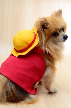 a small dog wearing a red shirt and yellow hat