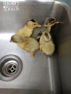 three little ducks are sitting in the sink