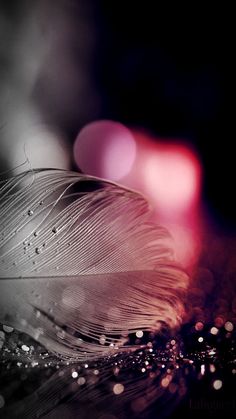 a feather with water droplets on it