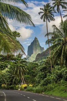 the road is surrounded by palm trees and mountains