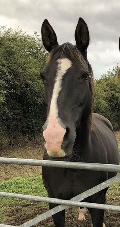 two black horses standing next to each other behind a metal fence with trees in the background