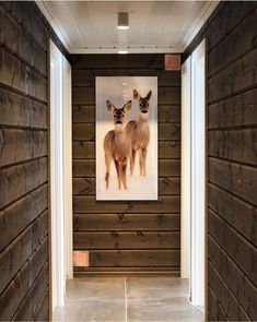 two deers are hanging on the wooden wall